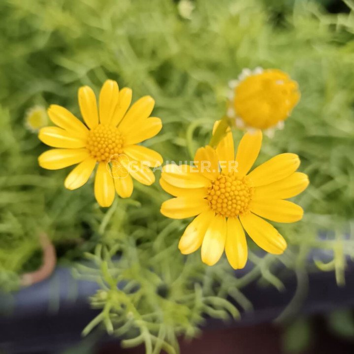 Thymophylla, Adenophyllum, Dyssodia image